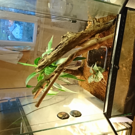 Image pour l'annonce Dragon d'eau et terrarium