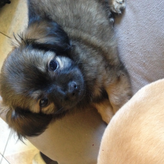 Image pour l'annonce Chiot chihuahua