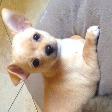 Image pour l'annonce Chiot chihuahua