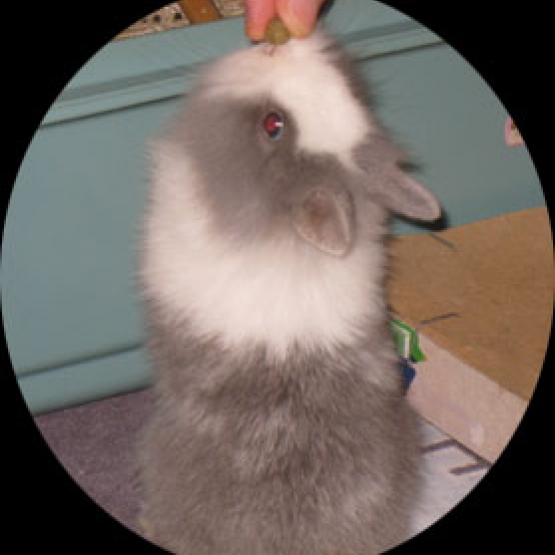 Image pour l'annonce Lapin nain femelle nounours...