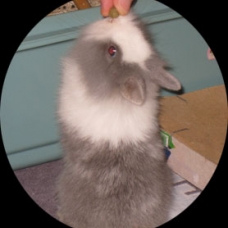 Image pour l'annonce Lapin nain femelle nounours...