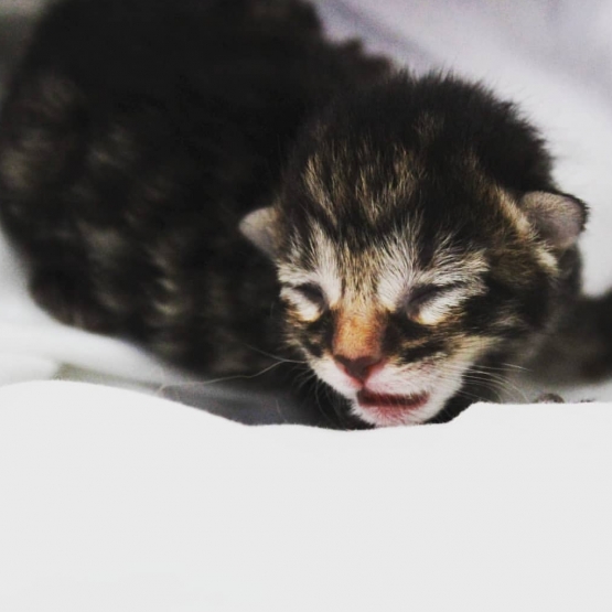 Image pour l'annonce 5 Chatons à donner