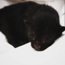 Image pour l'annonce 5 Chatons à donner