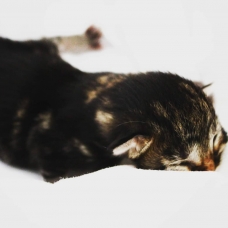 Image pour l'annonce 5 Chatons à donner