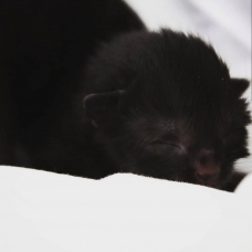Image pour l'annonce 5 Chatons à donner