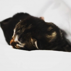 Image pour l'annonce 5 Chatons à donner
