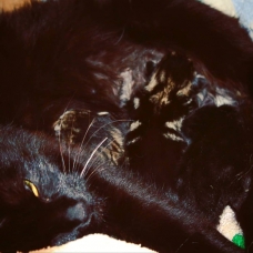 Image pour l'annonce 5 Chatons à donner
