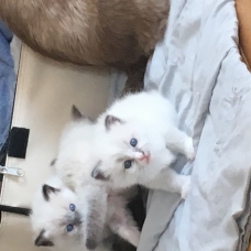 Image pour l'annonce beaux chatons ragdoll