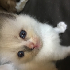 Image pour l'annonce beaux chatons ragdoll