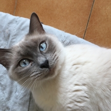 Image pour l'annonce beaux chatons ragdoll