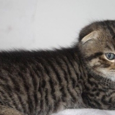Image pour l'annonce Chaton scottish-highland fold LOOF-10fois-Livraison