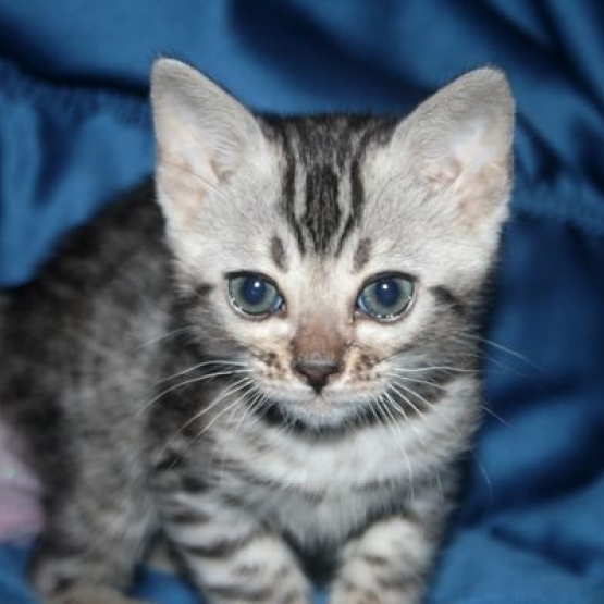 Image pour l'annonce Chatons bengal silverLOOF-10 fois+livraison france