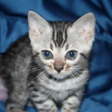 Image pour l'annonce Chatons bengal silverLOOF-10 fois+livraison france