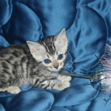 Image pour l'annonce Chatons bengal silverLOOF-10 fois+livraison france