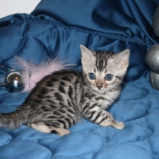 Image pour l'annonce Chatons bengal silverLOOF-10 fois+livraison france