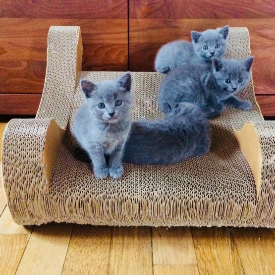 Image pour l'annonce Chatons CHARTREUX à réserver