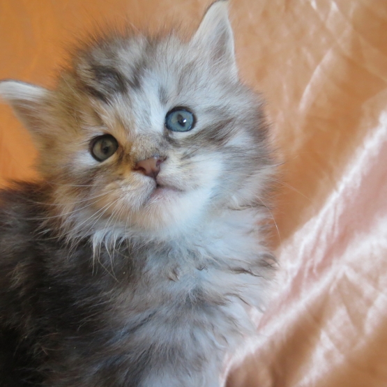 Image pour l'annonce Chatons maine coon Loof