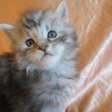 Image pour l'annonce Chatons maine coon Loof