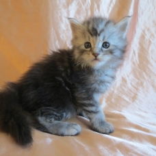 Image pour l'annonce Chatons maine coon Loof