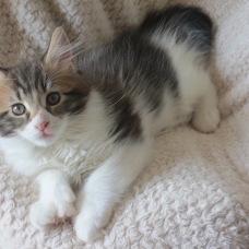 Image pour l'annonce Chatons maine coon Loof