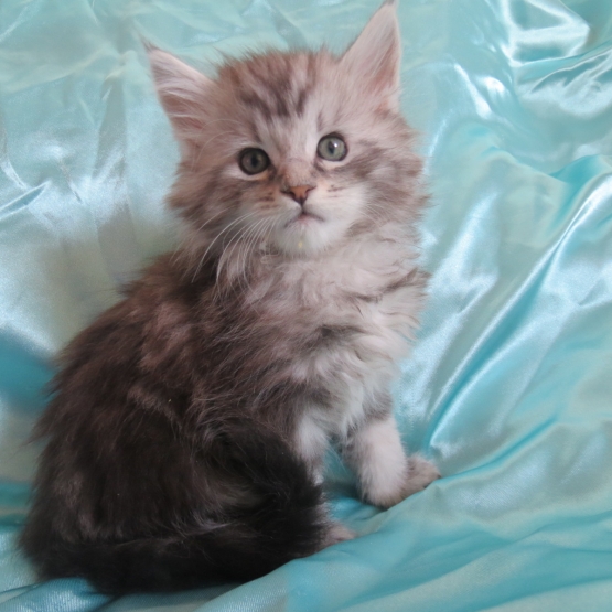 Image pour l'annonce Chatons femelles maine coon Loof