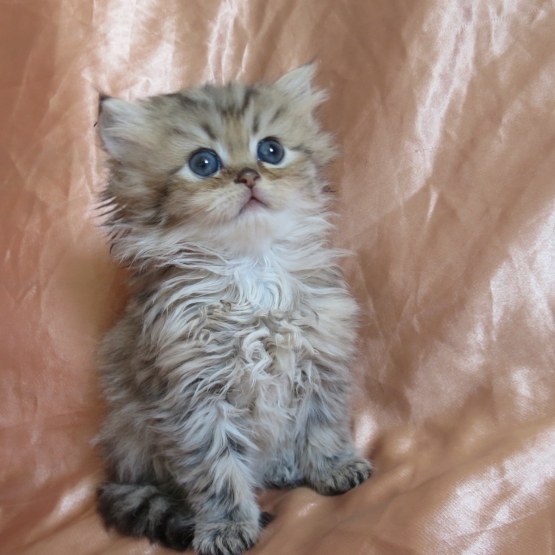 Image pour l'annonce Chaton femelle persan golden Loof