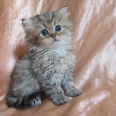 Image pour l'annonce Chaton femelle persan golden Loof