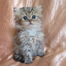 Image pour l'annonce Chaton femelle persan golden Loof