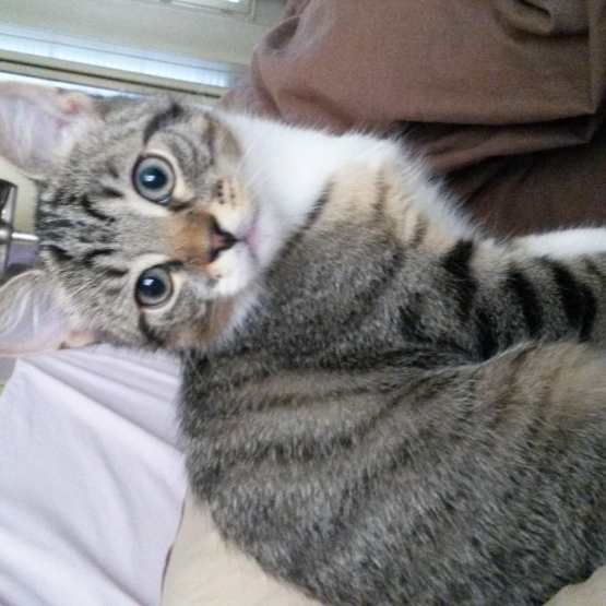 Image pour l'annonce A adopter Grabouille craquant chaton de 3 mois gentil et joueur