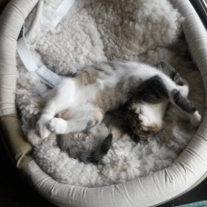 Image pour l'annonce A adopter Grabouille craquant chaton de 3 mois gentil et joueur