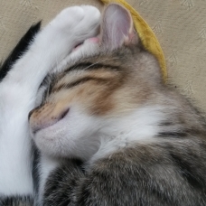 Image pour l'annonce A adopter Grabouille craquant chaton de 3 mois gentil et joueur