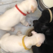 Image pour l'annonce Chiots bouledogues français