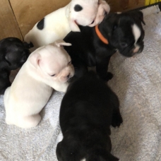 Image pour l'annonce Chiots bouledogues français