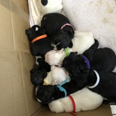 Image pour l'annonce Chiots bouledogues français