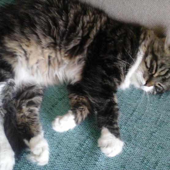 Image pour l'annonce Don de 2 chats croisés maincoon et siamois