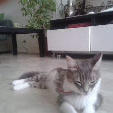 Image pour l'annonce Don de 2 chats croisés maincoon et siamois
