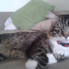 Image pour l'annonce Don de 2 chats croisés maincoon et siamois
