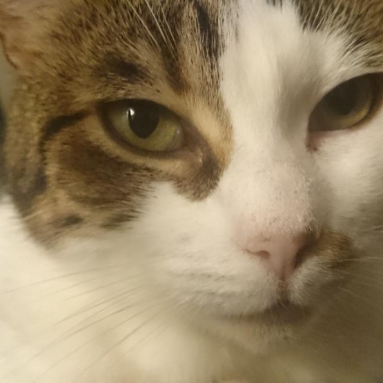Image pour l'annonce A adopter chatte tigrée blanche