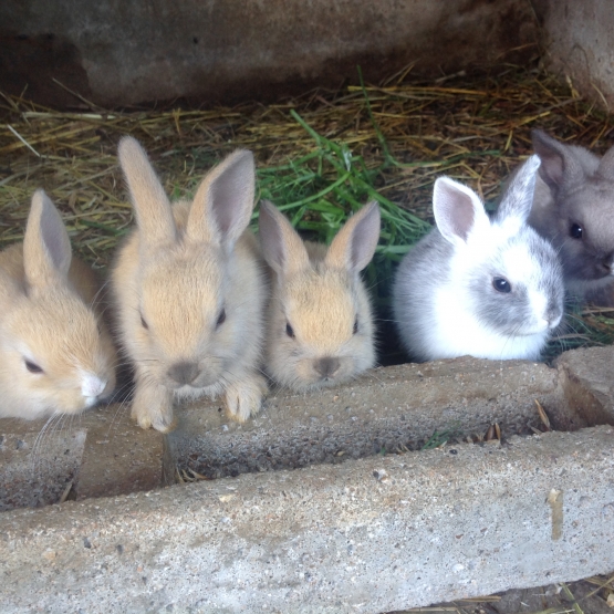 Image pour l'annonce Lapins