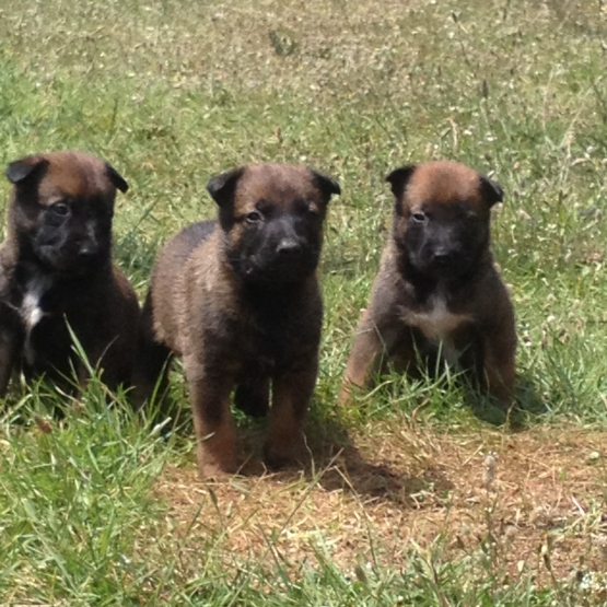 Image pour l'annonce Vends Chiots Bergers Belges Malinois