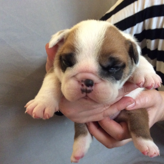 Image pour l'annonce Chiots Bulldog anglais lof