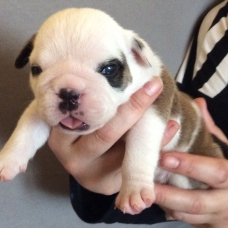 Image pour l'annonce Chiots Bulldog anglais lof