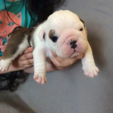 Image pour l'annonce Chiots Bulldog anglais lof