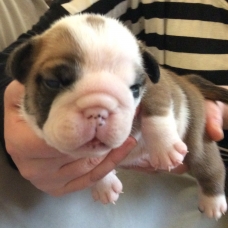 Image pour l'annonce Chiots Bulldog anglais lof