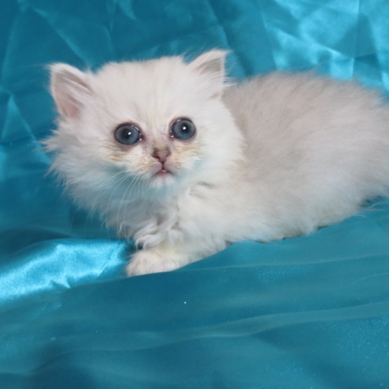 Image pour l'annonce Chaton persan femelle Loof