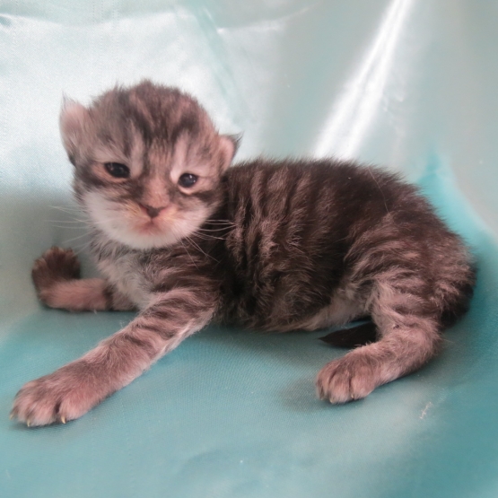 Image pour l'annonce Chatons maine coon brown et black silver Loof