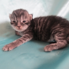 Image pour l'annonce Chatons maine coon brown et black silver Loof