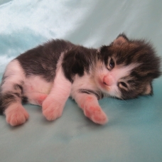 Image pour l'annonce Chatons maine coon brown et black silver Loof