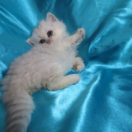 Image pour l'annonce Chaton femelle persan blue silver Loof