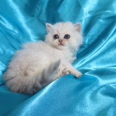 Image pour l'annonce Chaton femelle persan blue silver Loof